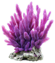 Poster - PNG Real purple coral nature ocean reef.