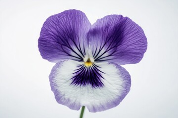 Wall Mural - Purple and White Flower Close Up