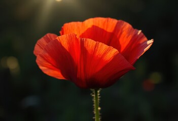 Wall Mural - Vibrant Red Poppy in Soft Focus