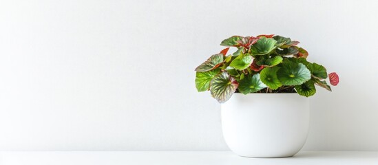 Wall Mural - Vibrant begonia plant in minimalist white ceramic pot enhancing contemporary home decor and catering to gardening enthusiasts.