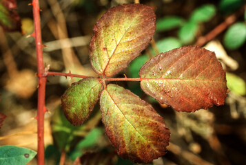 Ronce, mure, rubus fruticosus