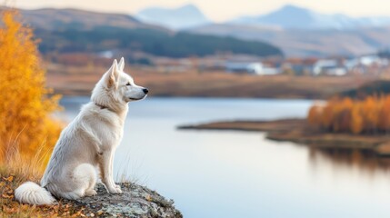 Wall Mural - A white dog sitting on top of a rock next to a lake