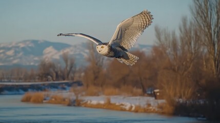 Wall Mural - snowy owl in flight over frozen river, mountains in background.