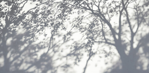 Poster - The image shows shadows of trees and branches against a white wall. The shadows are elongated and intricate, creating a pattern on the surface.
