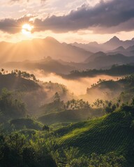 Wall Mural - A stunning sunrise over the misty mountains of the XÃ¡ biome, with vibrant colors and rays piercing through the clouds above the lush green tea plantations. The photo is taken from an elevated perspec