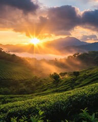 Wall Mural - A stunning sunrise over the misty mountains of the XÃ¡ biome, with vibrant colors and rays piercing through the clouds above the lush green tea plantations. The photo is taken from an elevated perspec