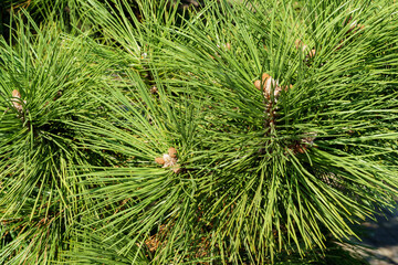 Wall Mural - Very beautiful long green needles Crimean fluffy pine (Pinus pallasiana or Pinus Nigra Pallasiana) in Novorossiysk. Close-up