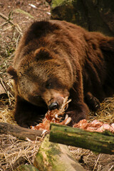 a brown bear eating a chicken