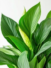 Wall Mural - A close-up photograph of lush, green leaves against a white background, with space for text in the center. Minimalist aesthetic. The plant is vibrant and lively, adding a touch of life to any room.