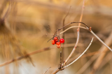 Wall Mural - red currant berries
