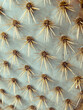 © Maria Louceiro - close up of cactus