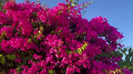 Bougainvillea trees with pink blossoms swaying in the breeze against a blue sky. Showcasing the natural beauty of Cyprus, Greece, and warm Mediterranean regions