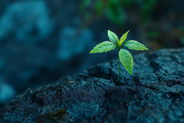 Wall Mural - A Tiny Sprout Emerging from the Dark Rock