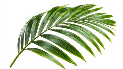 Wall Mural - Dew covered palm frond isolated on white background