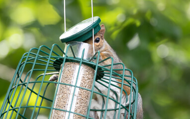 Wall Mural - Grey squirrel eating sunflower seeds on a bird feeder