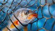 © Babb - A fish is looking at the camera through a net