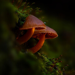 Wall Mural - Artistic mushroom photo. Mysterious creatures of nature, mushrooms. Natural background.