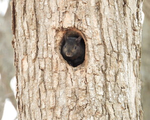 Squirrel In a Tree Hole - Cute Animal Wildlife 