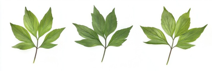 Fresh Arrangement of Lush Green Peony Leaves on a Crisp White Backdrop
