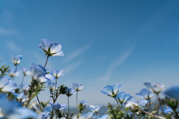 flowers on sky