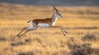 © rak - Springbok Leaping Through Golden Grassland