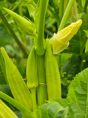 Wall Mural - okra flower in nature garden