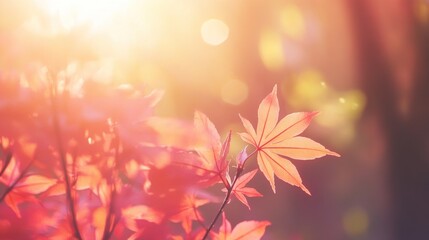 Poster - Vibrant red maple leaves glowing in warm autumn sunlight.