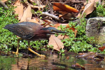 Wall Mural - Green-backed heron (Butorides virescens) fishing in the pond in Florida pond