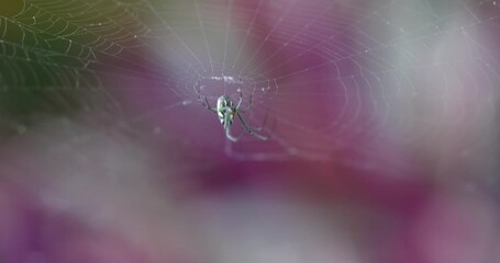 St Andrew's Cross Spider on spider web in eastern Australia