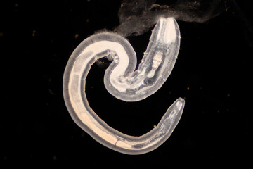 Wall Mural - Cyctacanth stage (Acanthocephala) fish cestode larva (Trianchoratus sp.) in Channa striata under the microscope in Lab.