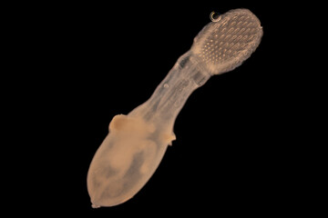 Wall Mural - Cyctacanth stage (Acanthocephala) fish cestode larva (Trianchoratus sp.) in Channa striata under the microscope in Lab.