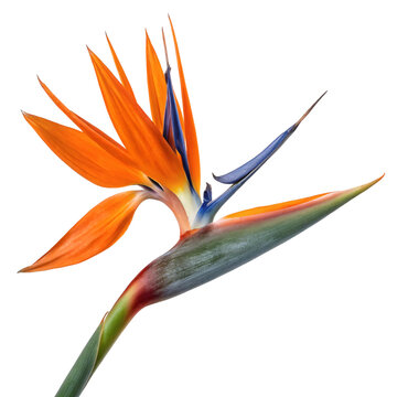close-up of a vibrant bird of paradise flower with orange and blue petals, shot on a white backgroun