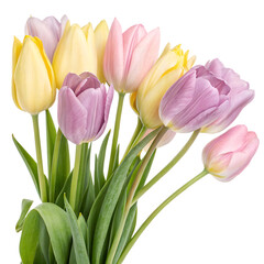 Wall Mural - Fresh pastel-colored tulips in pink, purple, and yellow shades with green leaves, isolated on white background, concept of spring