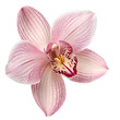 © Anna - Elegant pink orchid with detailed petals and vibrant colors on a white background, symbolizing beauty and nature's delicacy