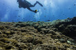 © An artisan - diving in bali