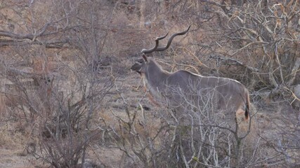 Wall Mural - a side view of a male greater kudu standing in the bush at sunrise in kruger national park of south africa