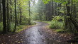 © THUA - winding path through lush, rainy forest with vibrant greenery