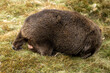 © Grantat - The bare-nosed wombat, also known as the common wombat, is the world's largest burrowing herbivorous mammal.  Here with Joey in her pouch.