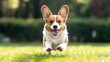 © julio - Happy dog running joyfully in a grassy field.