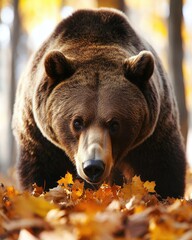 Wall Mural - A close-up of a bear in a forest covered with autumn leaves.