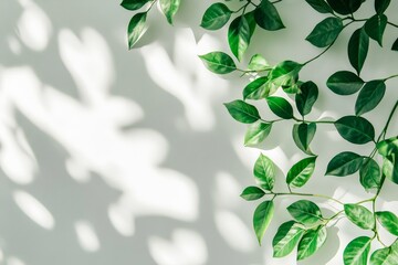 Wall Mural - Lush green leaves and shadows on white background.