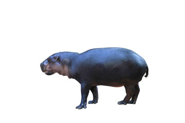 Poster - Pygmy hippopotamus isolated on transparent background.