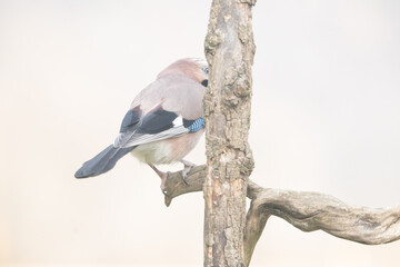 Fauna selvatica Capanno Nisida Poiana