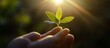 © MySamLobatobrock - Hand holding a small plant seedling in sunlight.