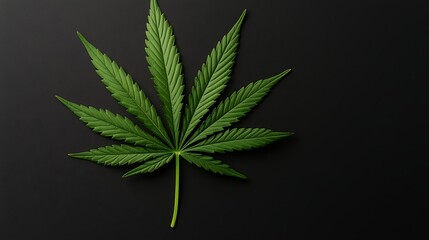 Wall Mural - Single cannabis leaf on black background.