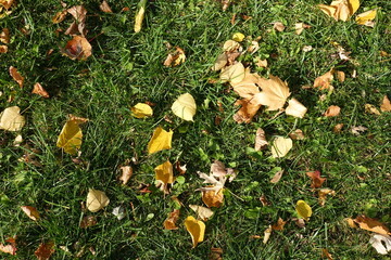 Wall Mural - Lush green grass covered with fallen leaves in mid October