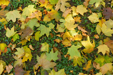 Wall Mural - Colorful fallen leaves of maple covering Glechoma hederacea in mid October