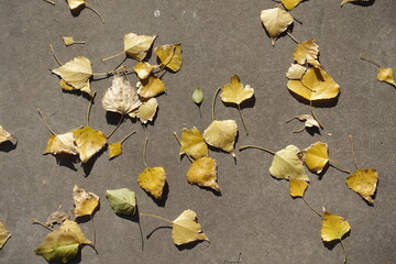 Wall Mural - Dry yellow fallen leaves of poplar on concrete floor in October