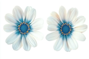 Wall Mural - Two white and blue osteospermum flowers isolated on white background.