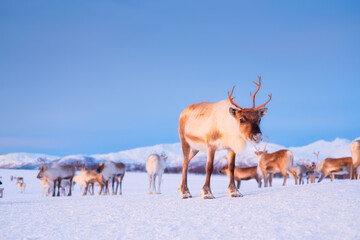 reindeer in scandinavia. wild animals in nature. domestic animals on the farm. winter time and anima